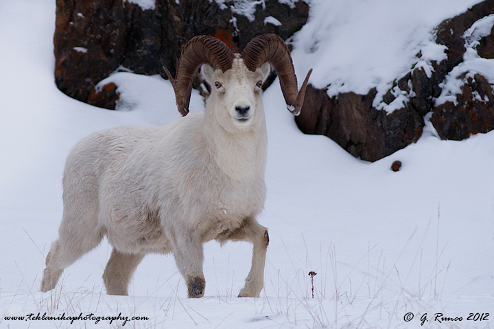 Ram in Snow