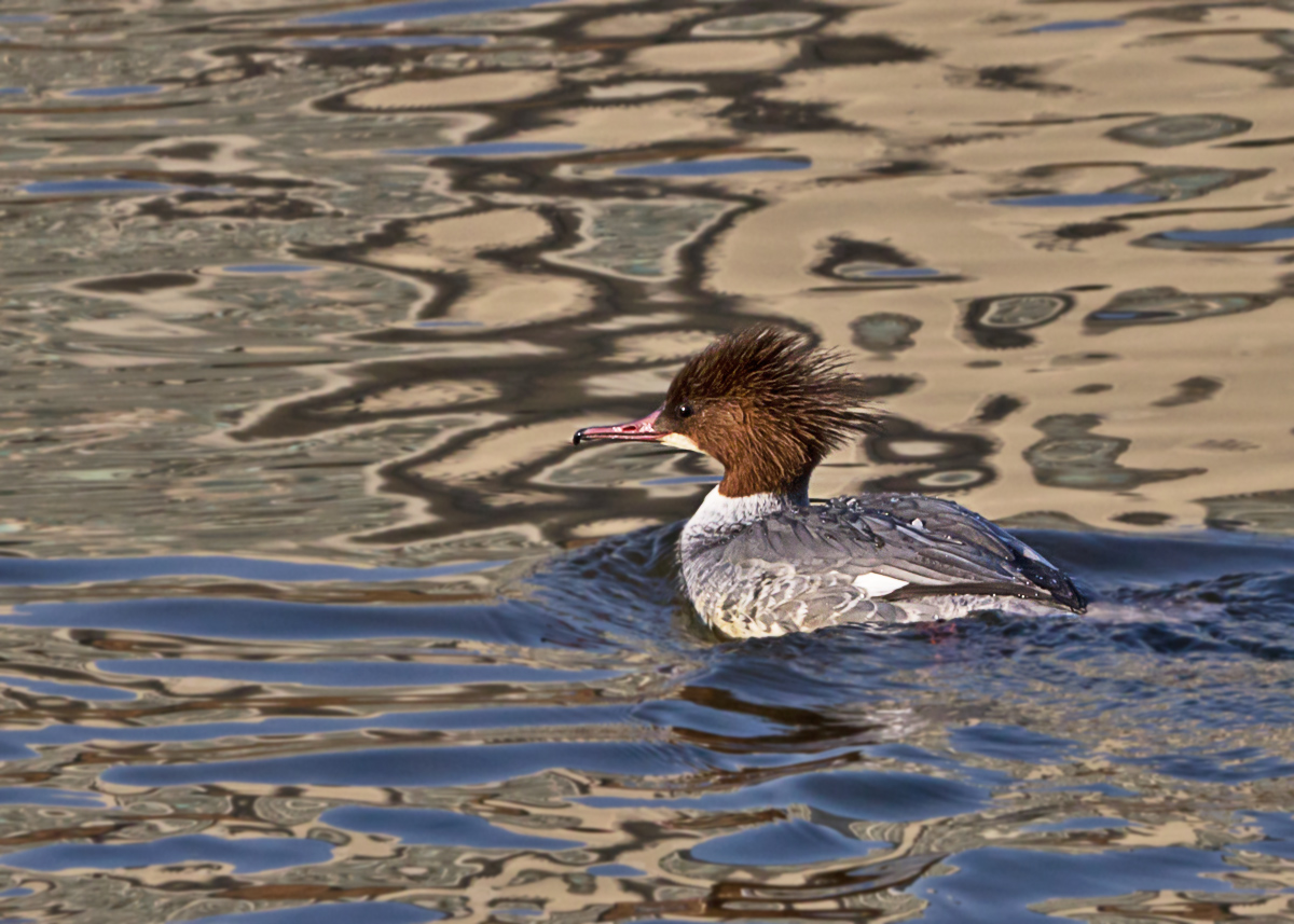 Female Goosander