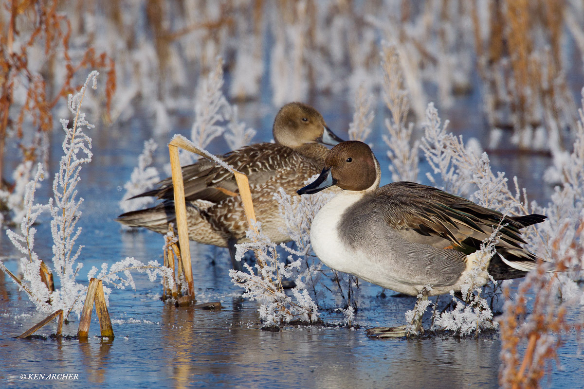 Frosty Pintail Pair