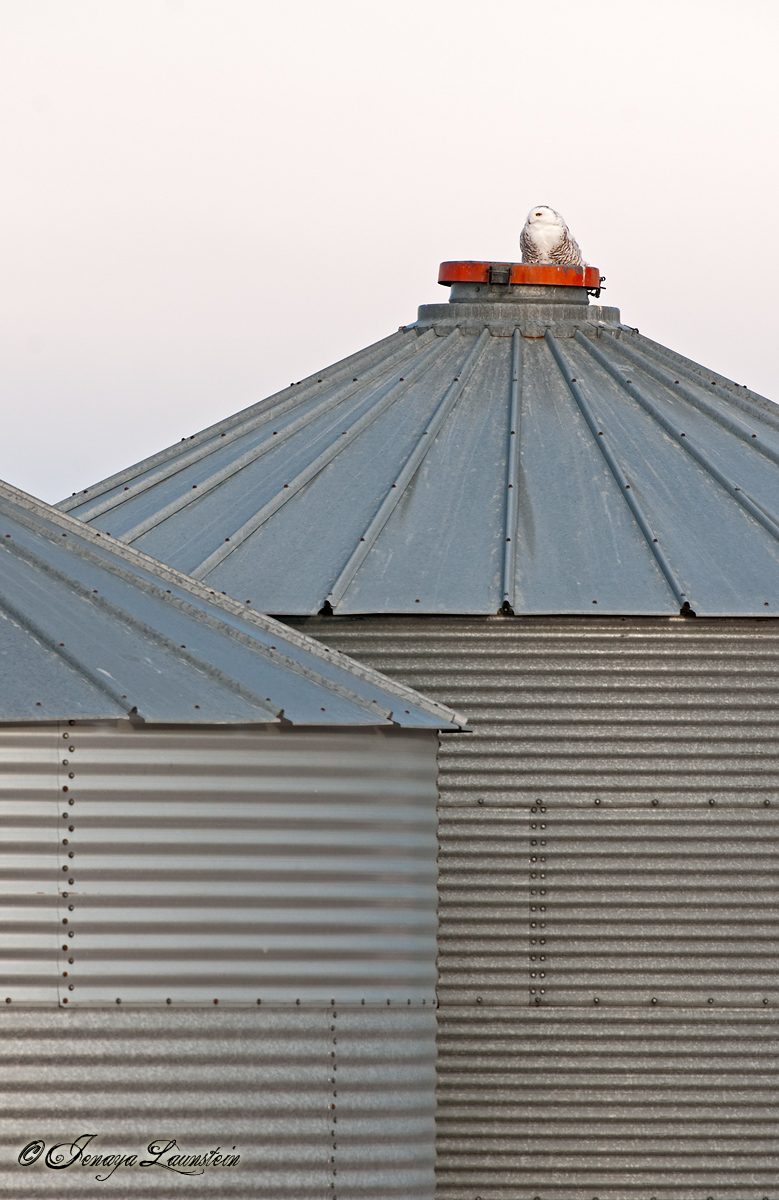 Snowy Owl on Granary