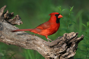 Male Cardinal