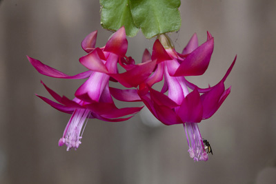 Ecuador Wild Flower