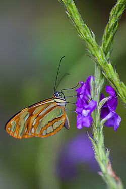 Ecuador Butterfly