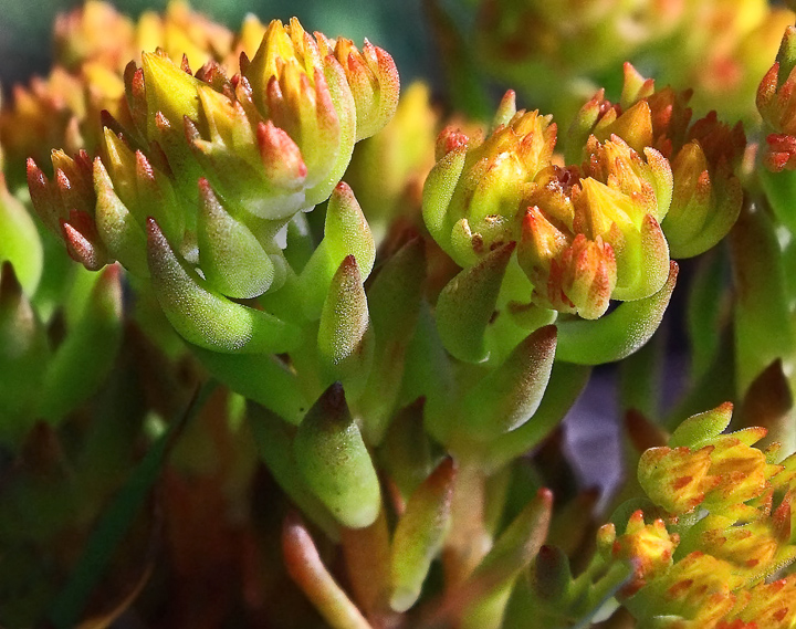 Lance-Leafed Stonecrop