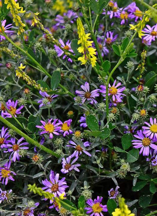 Nature's Combos #7