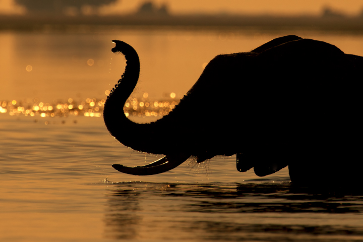Chobe Silhouette