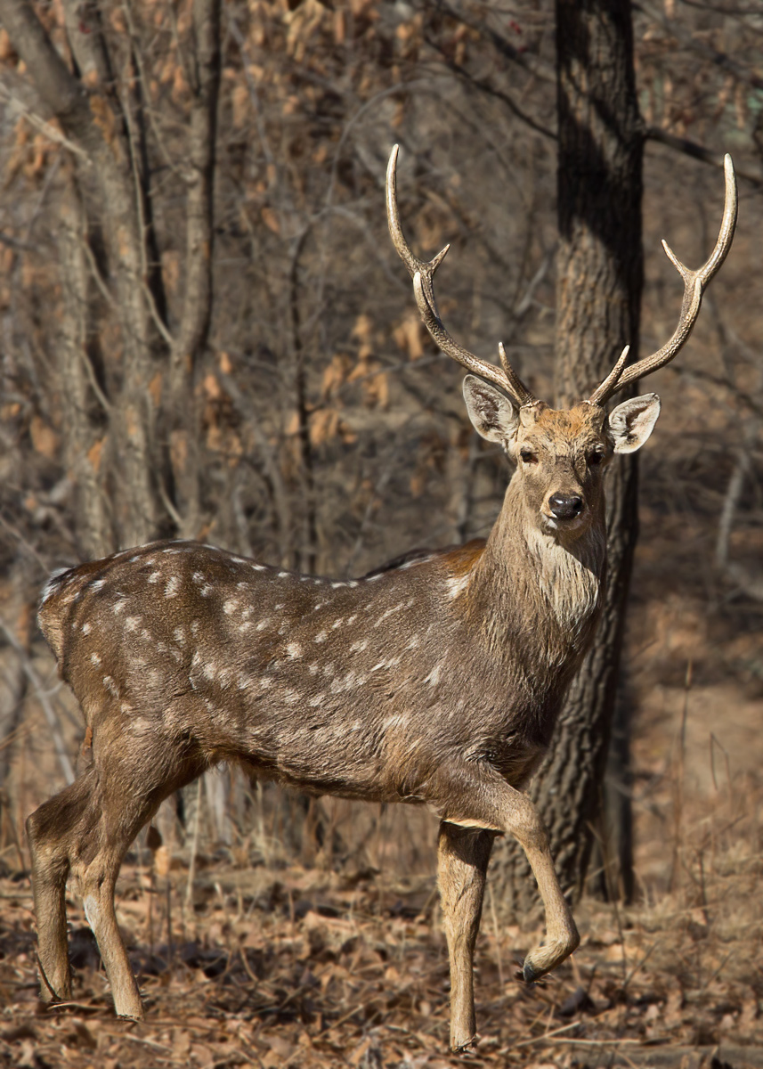 Sika Stag