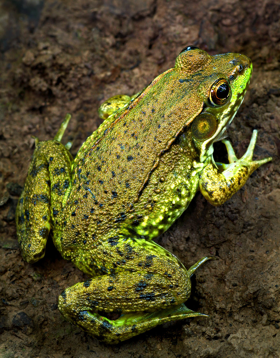 Friendly frog