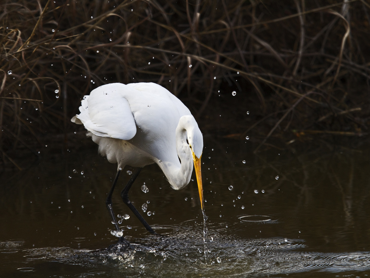 Great Egret Splash