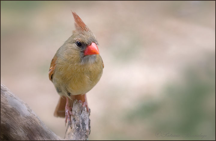 Female Cardinal