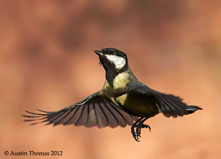 A Great Tit in flight.