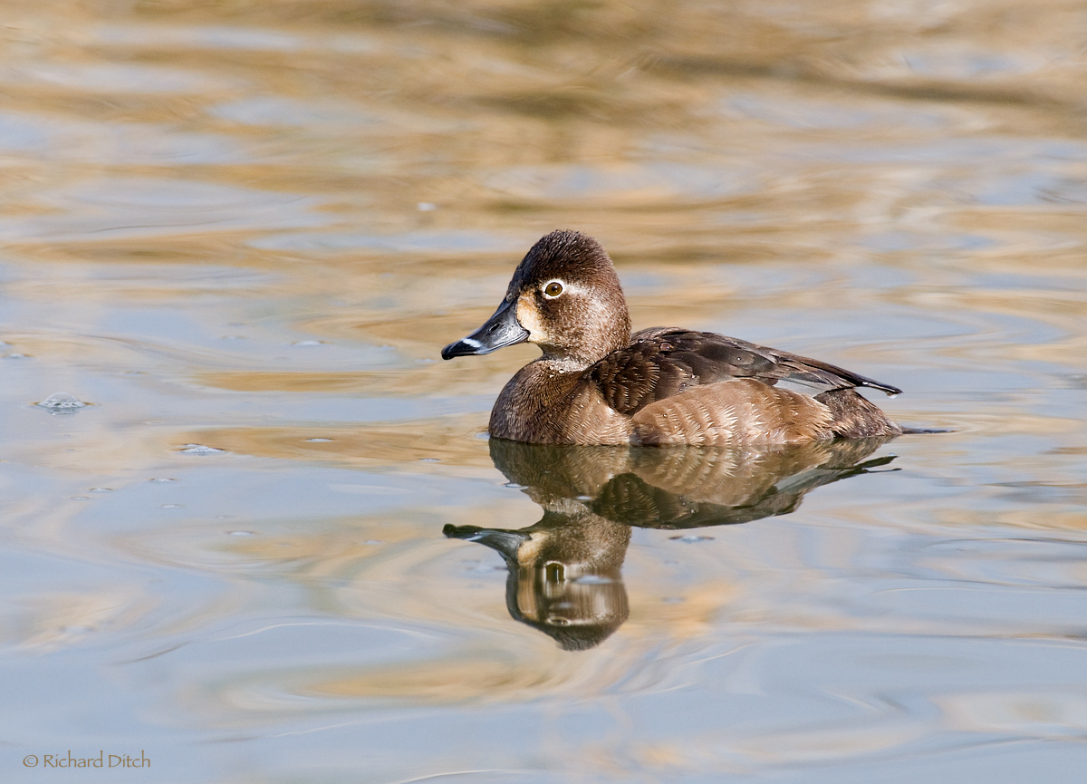 Ring-necked Duck