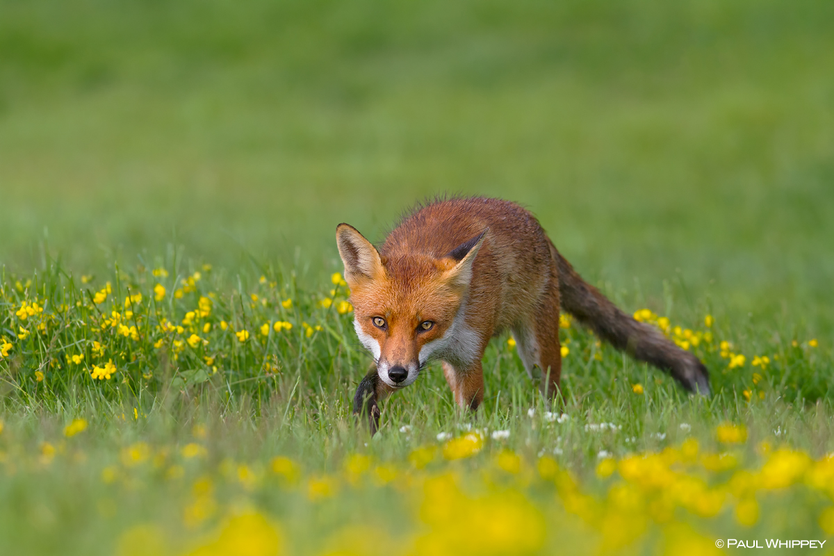 Damp red fox