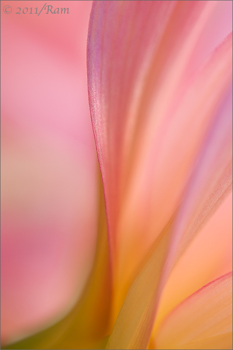 Dahlia Abstract