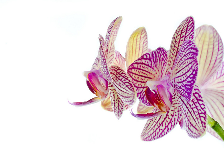 Orchids