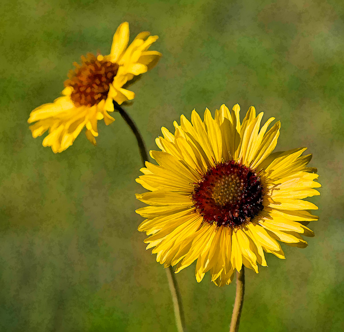Wild Daisies