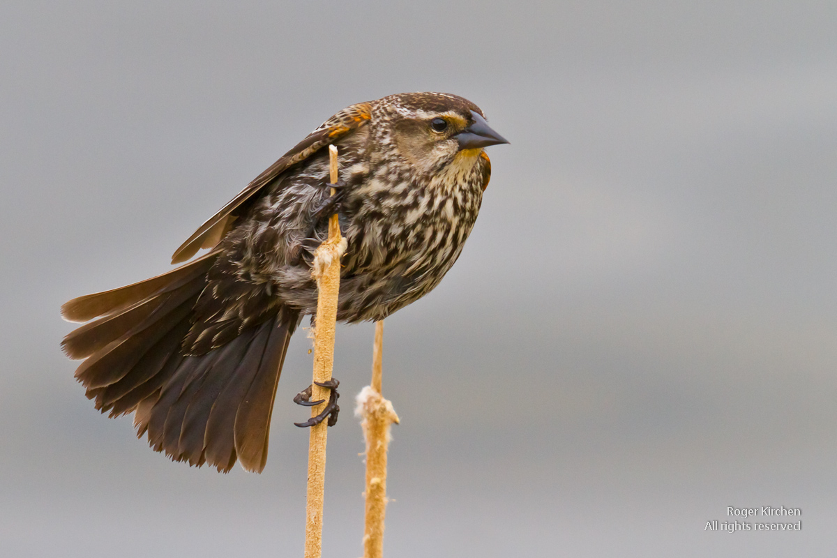 Red-winged Blackbird fem
