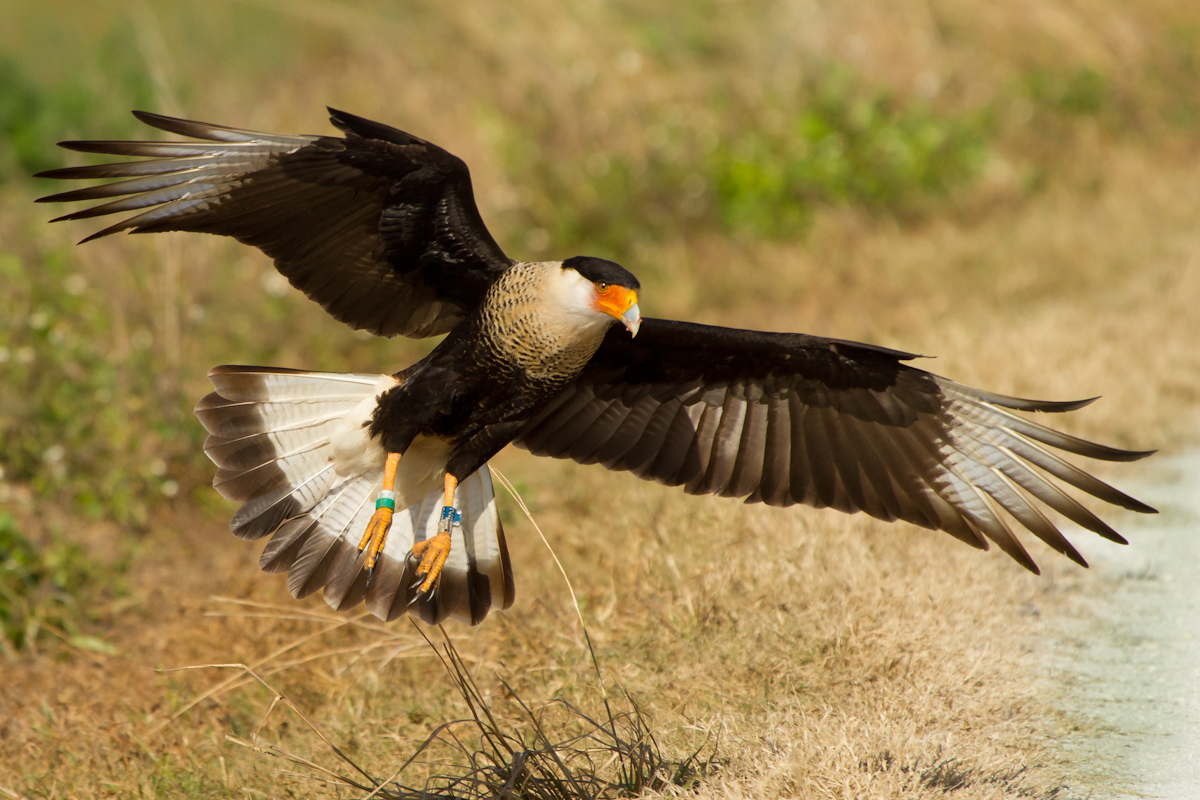 Caracara returns