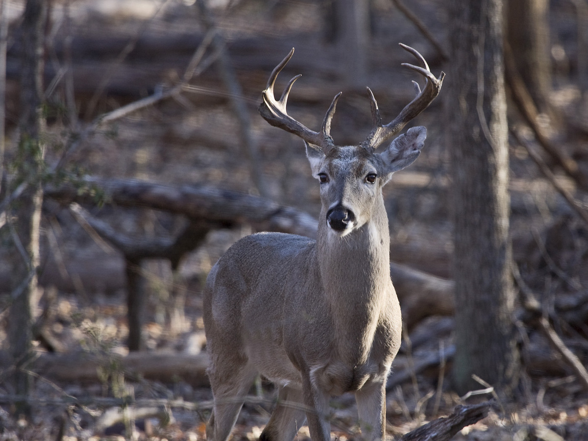 Old Buck