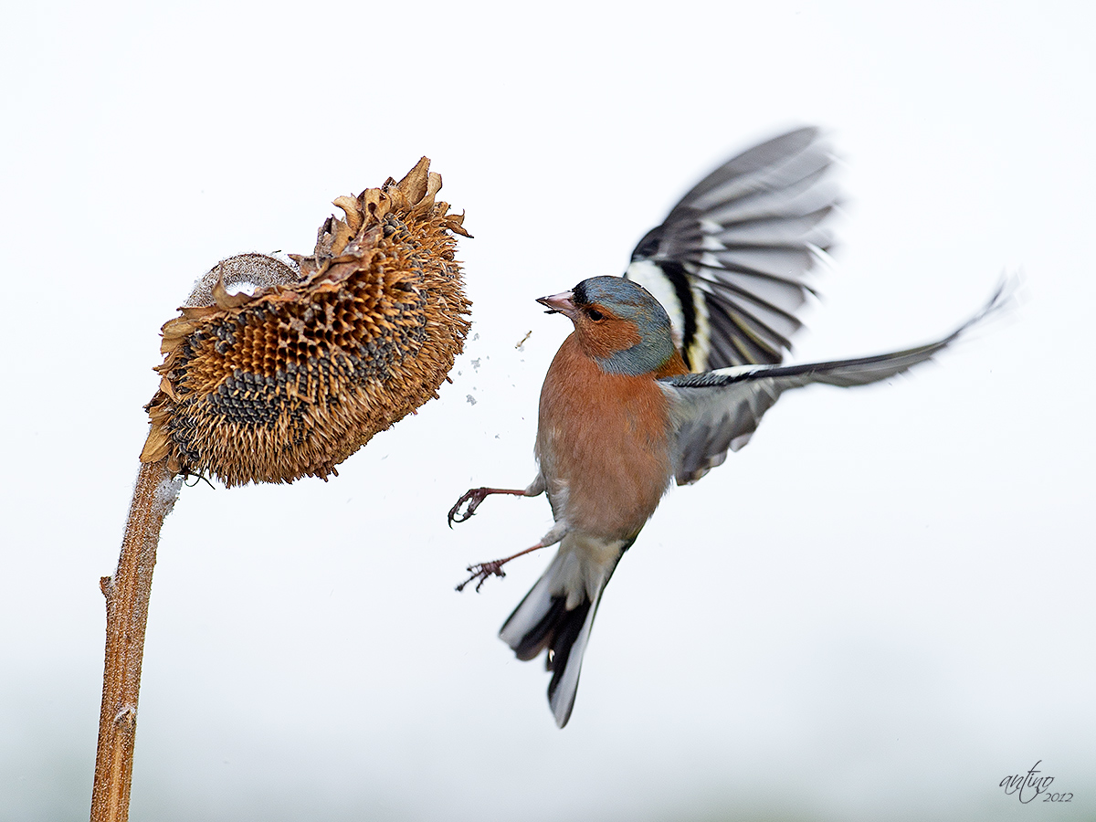 Chaffinch