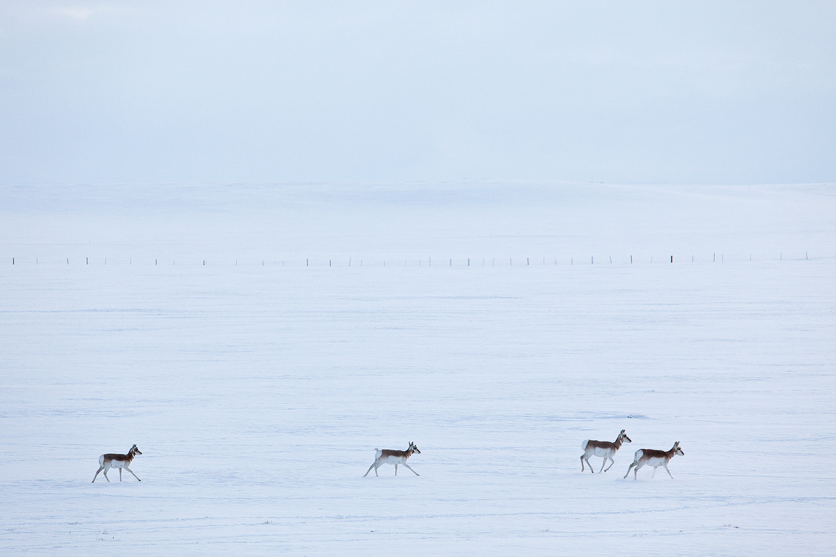 Pronghorn Antelope w/Repost
