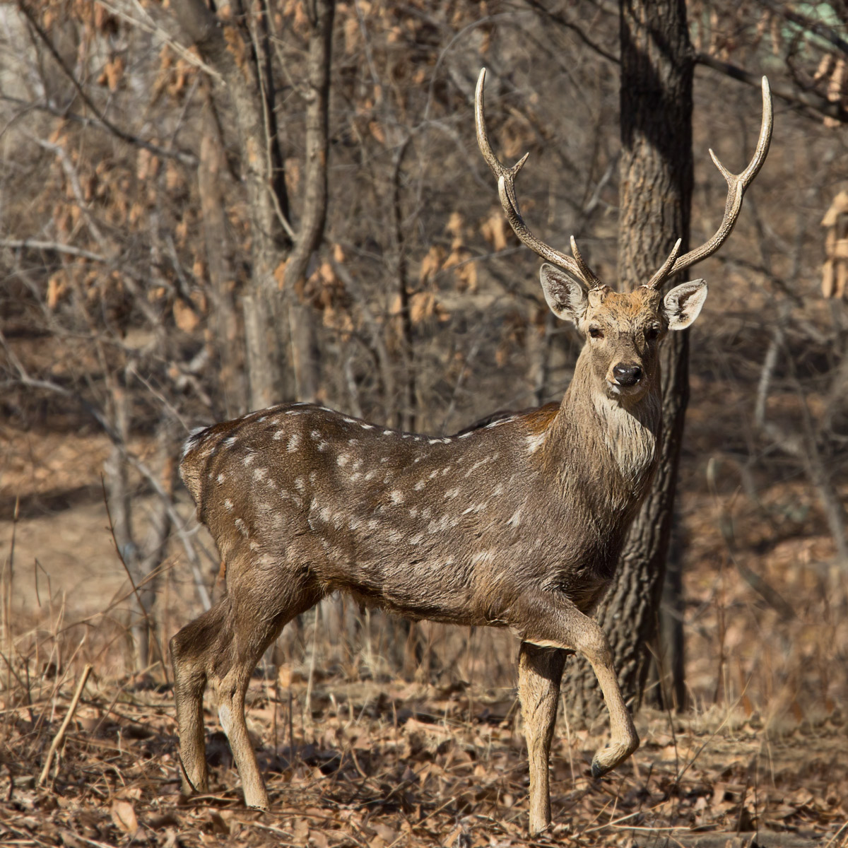 Re-post: Sika Stag