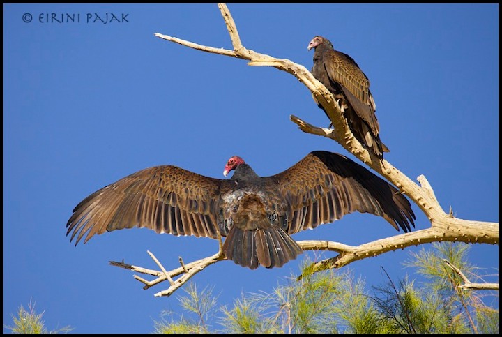 Vulture Catching Sun
