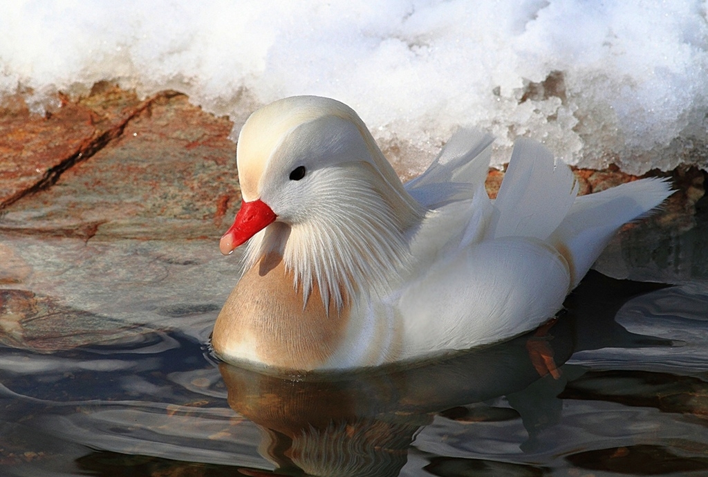 White mandarin