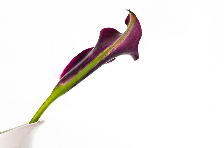 Calla