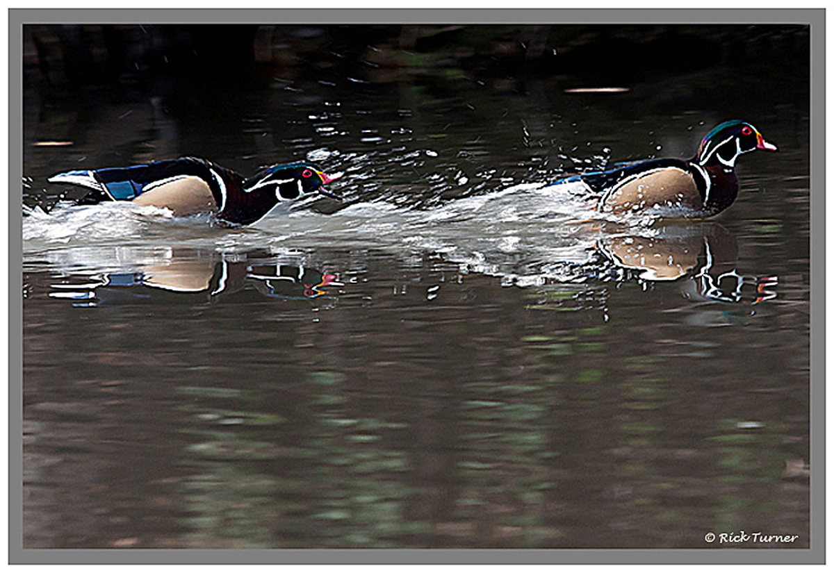 Love is in the water