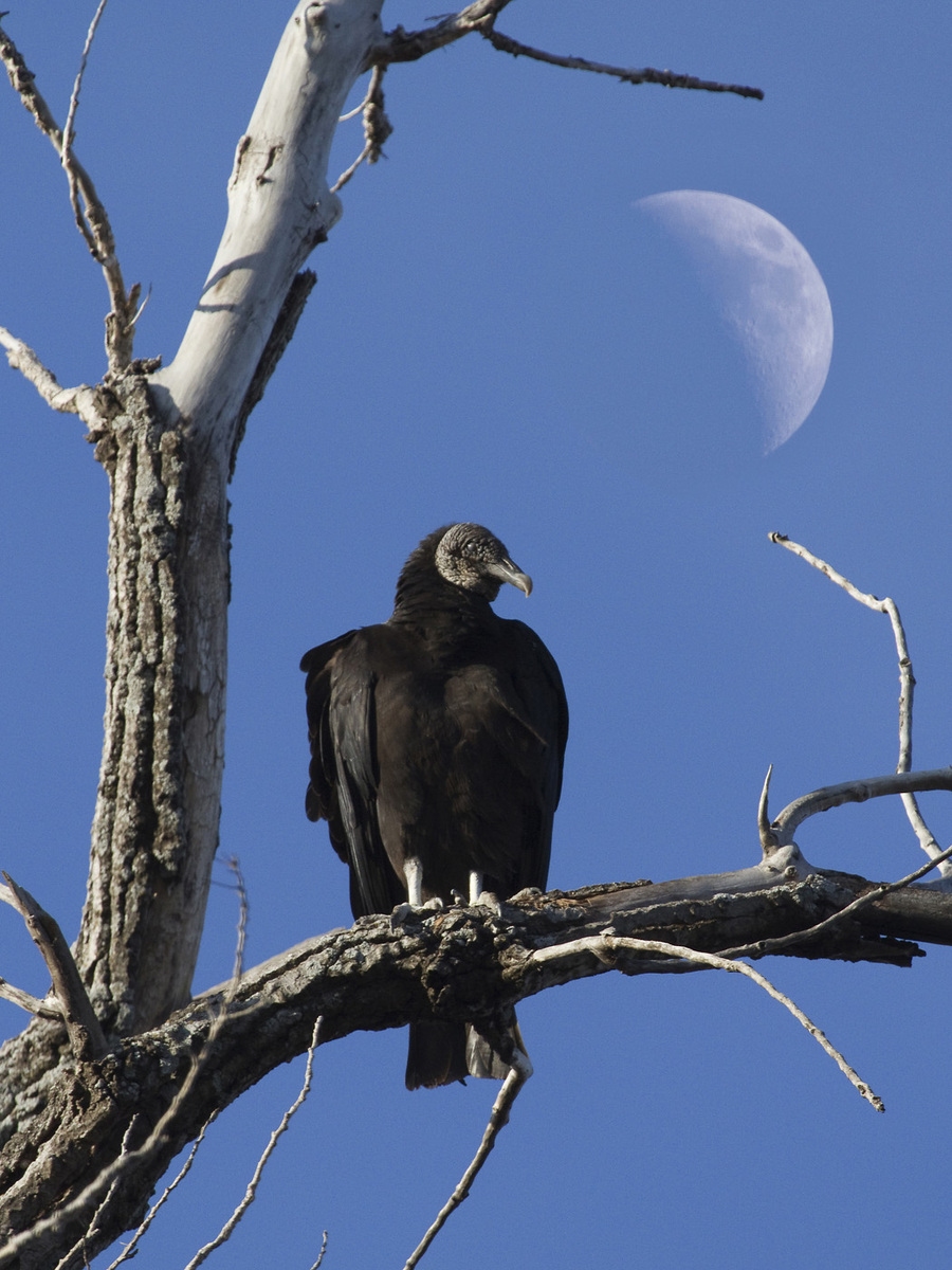 Vulture Moon
