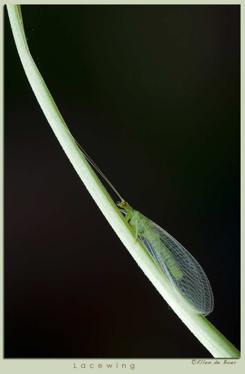 Lacewing.