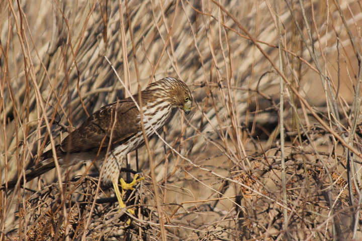 Coopers Hawk hunting