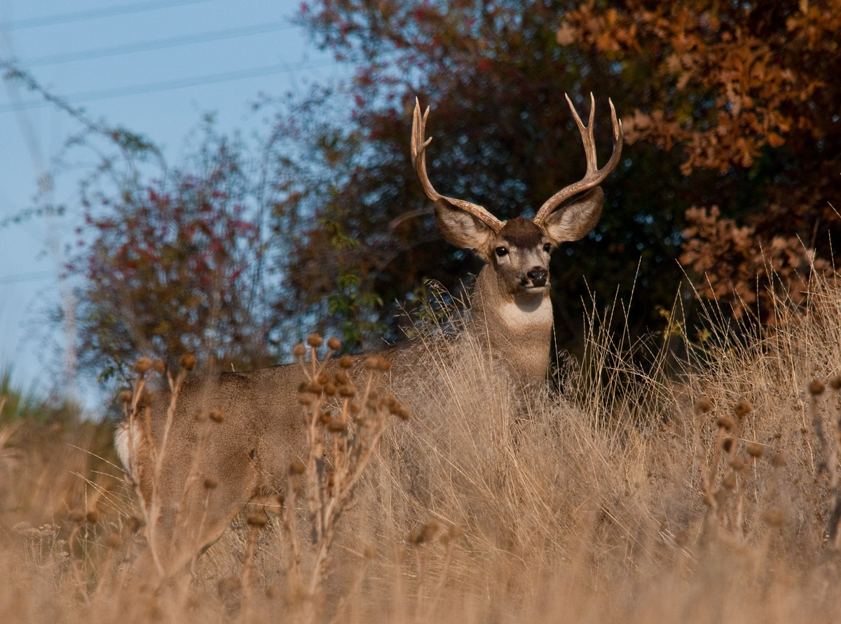 Mule Deer Buck