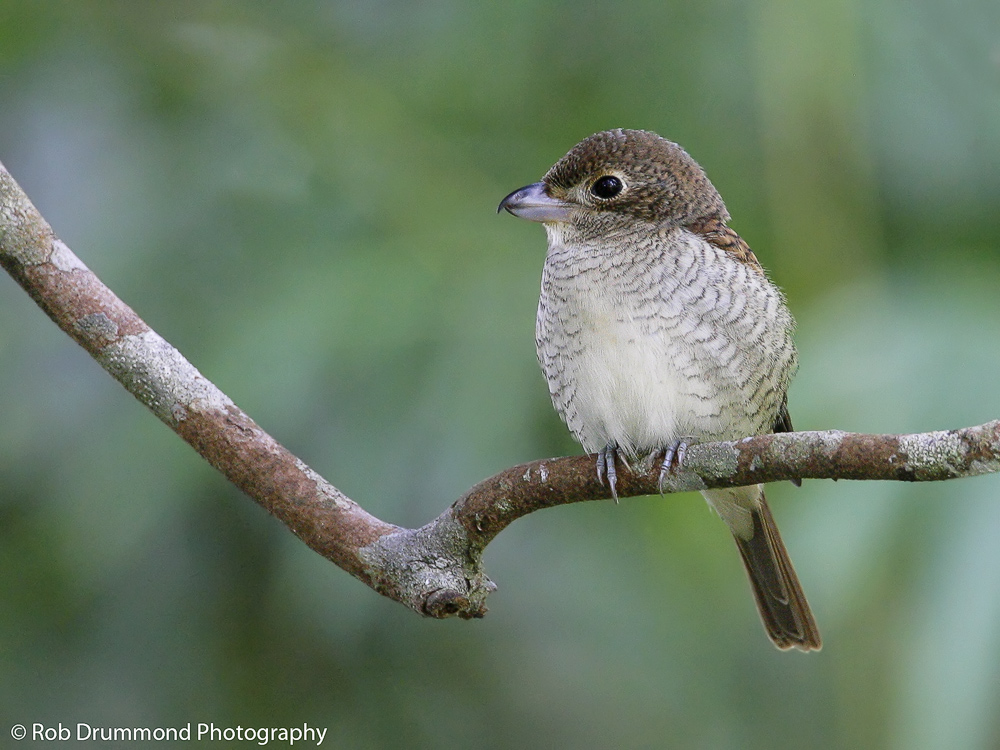 Tiger Shrike