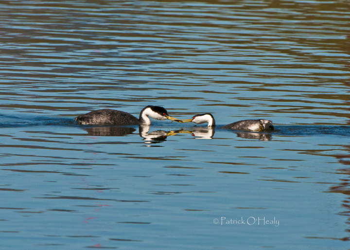 Western Grebe Exchange