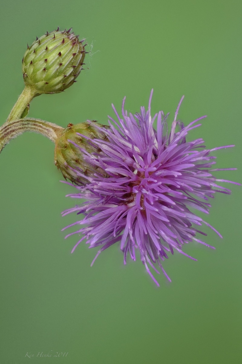 Drooping Thistle + Repost