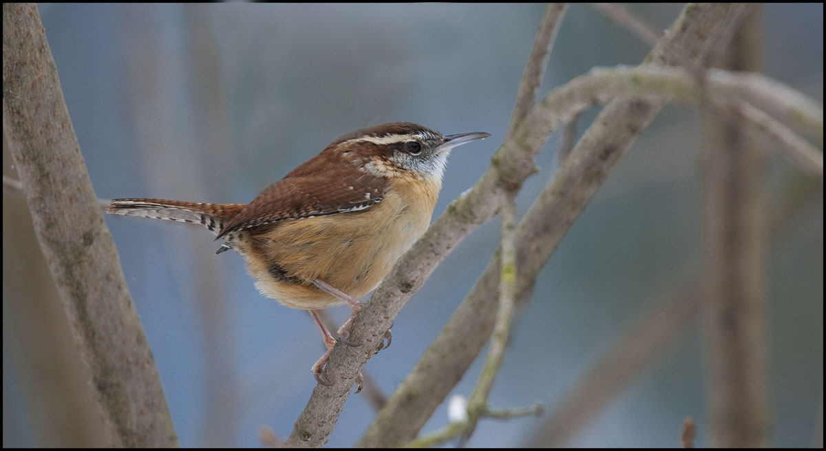 Carolina Wren