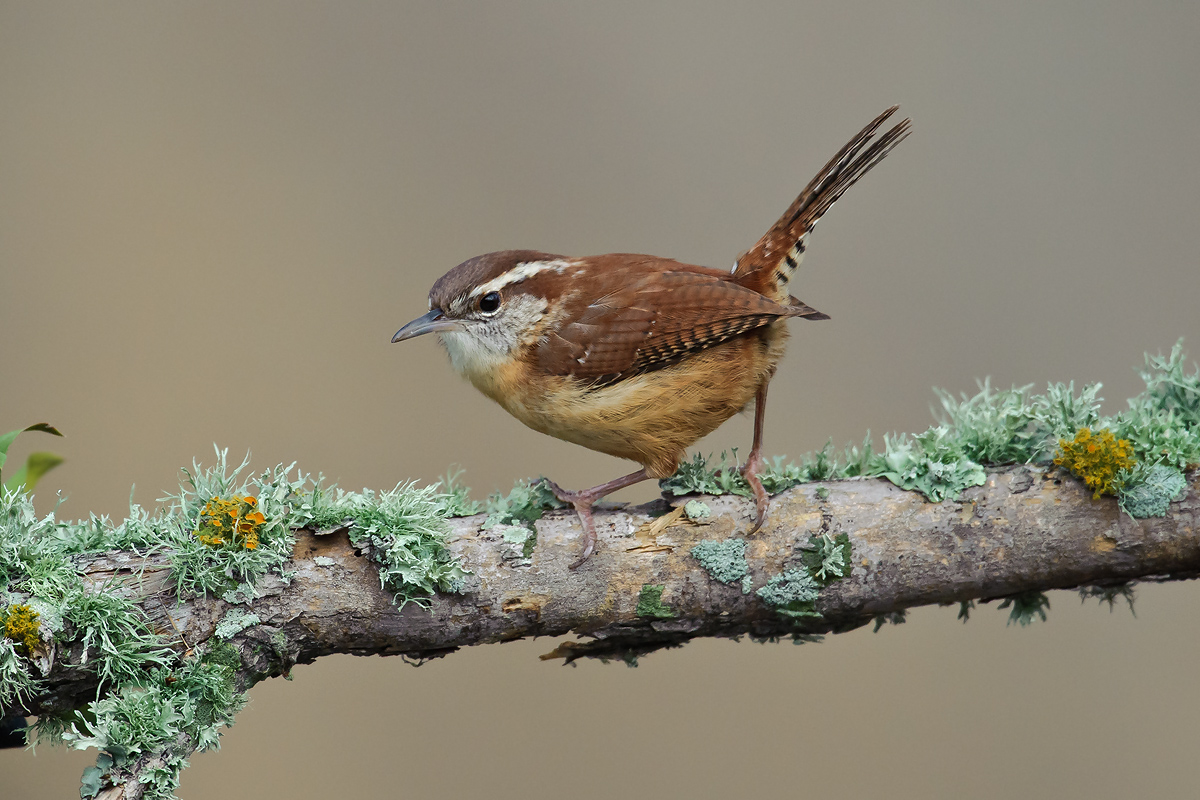 Wren High ISO