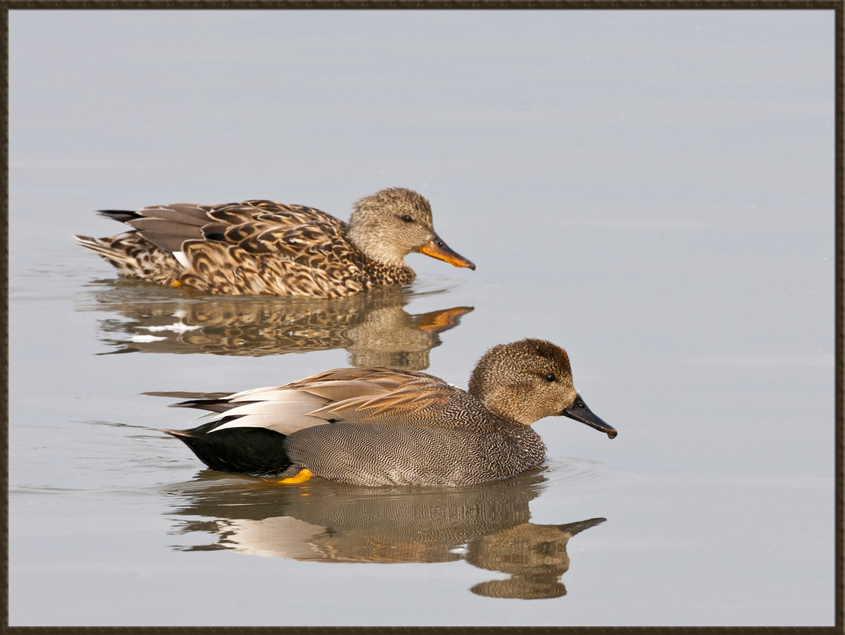 Gadwalls