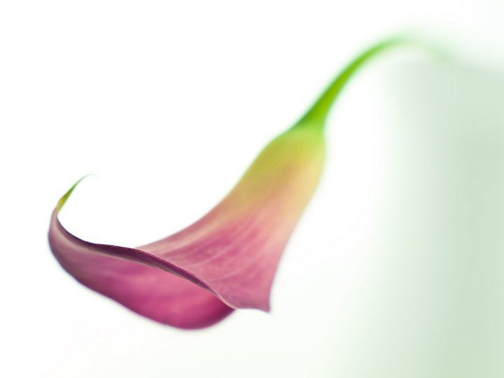 Calla