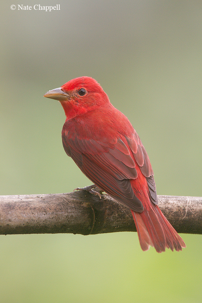 Summer Tanager