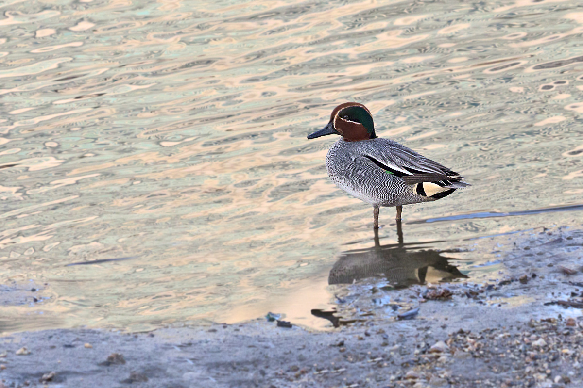Eurasian Teal Male