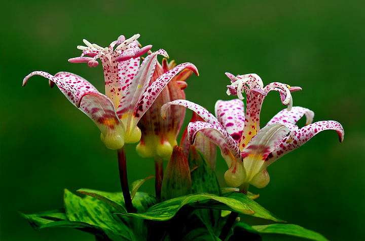 Toadlily flowers