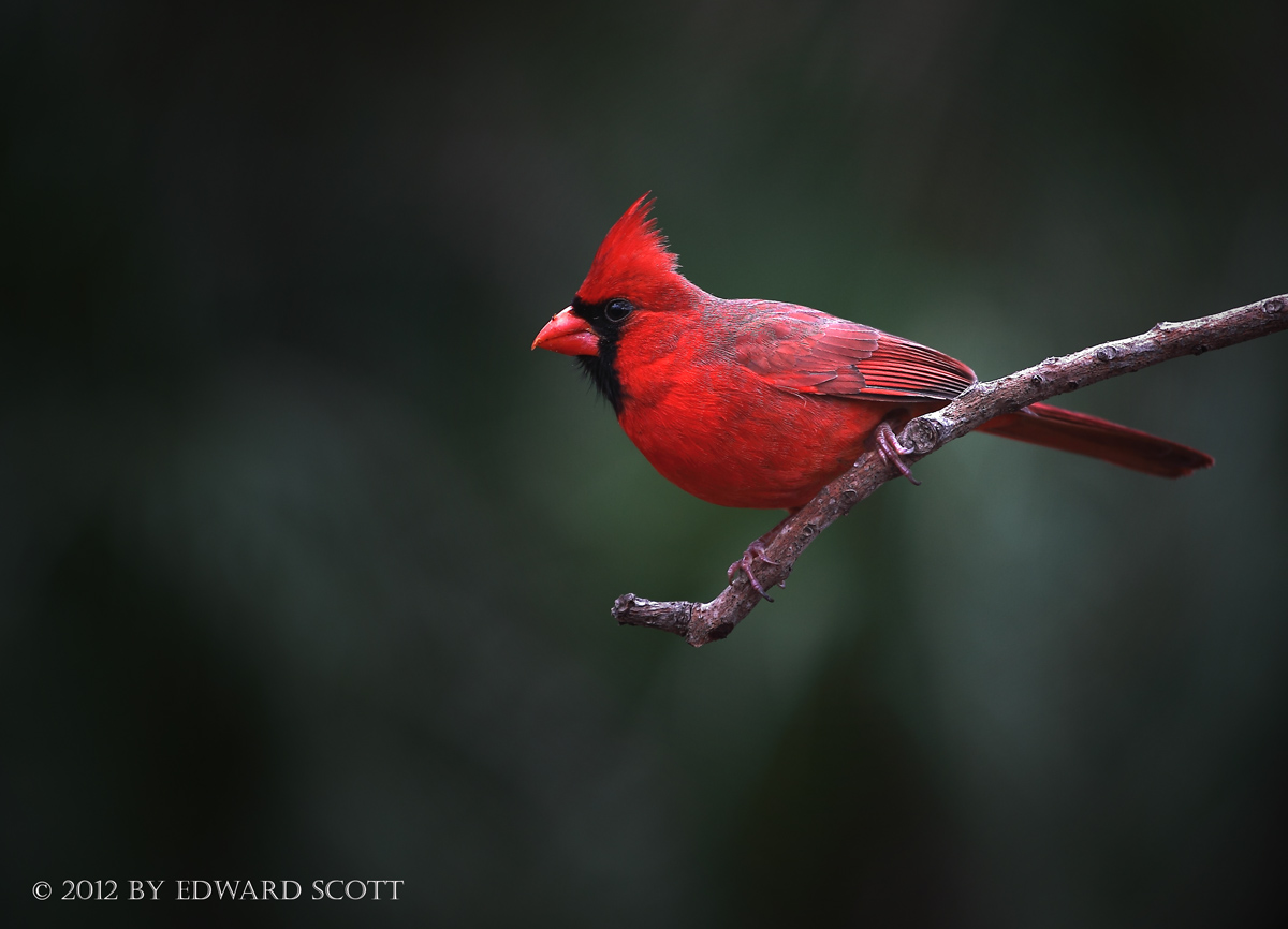 Red Flier
