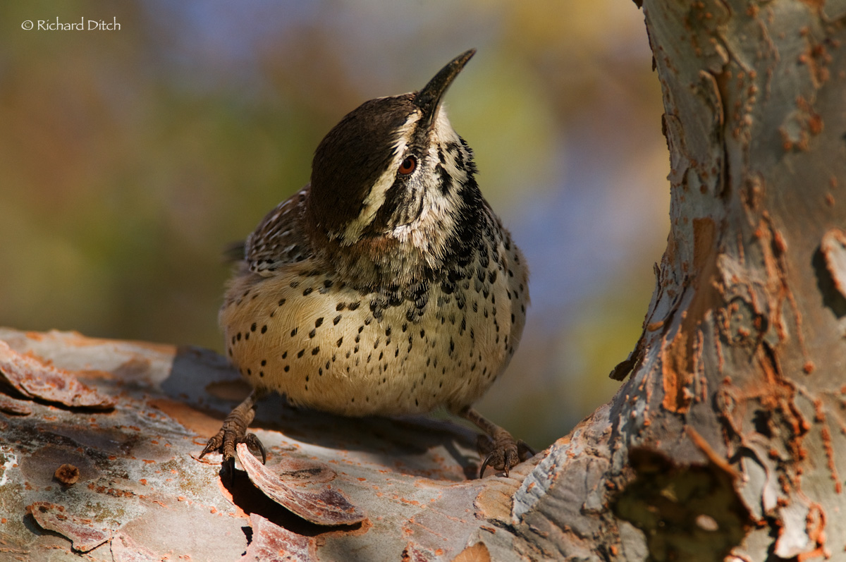 Cactus Wren
