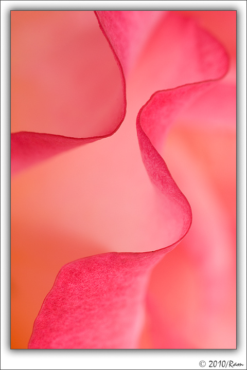 Rose Abstract