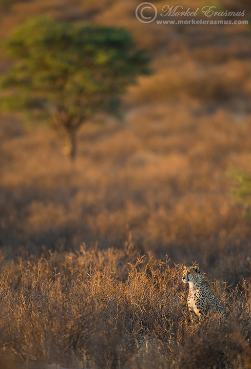 CheetahScape