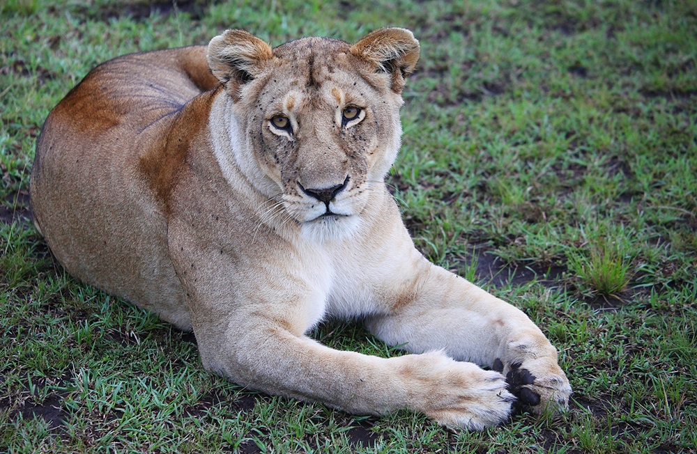 Calm lady lion