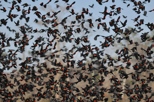 Red-winged Frenzy